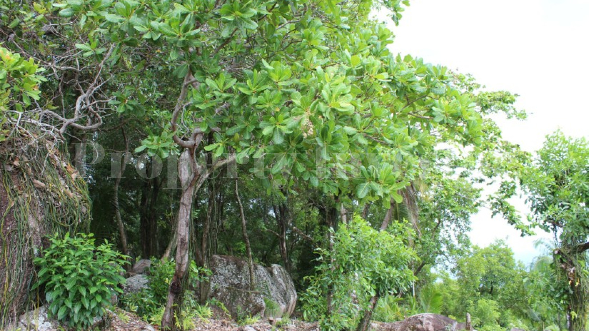 Private 3,862 m² Lot with Spectacular Sea Views for Sale on La Digue Island, Seychelles