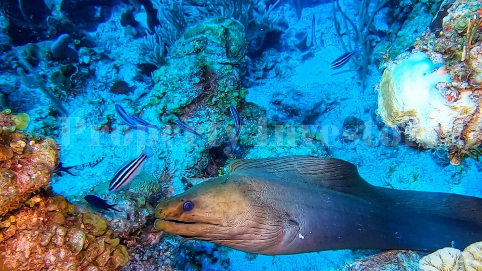 Private Island Resort & PADI 5-Star Gold Palm Dive Center for Sale on Glover's Reef Atoll, Belize