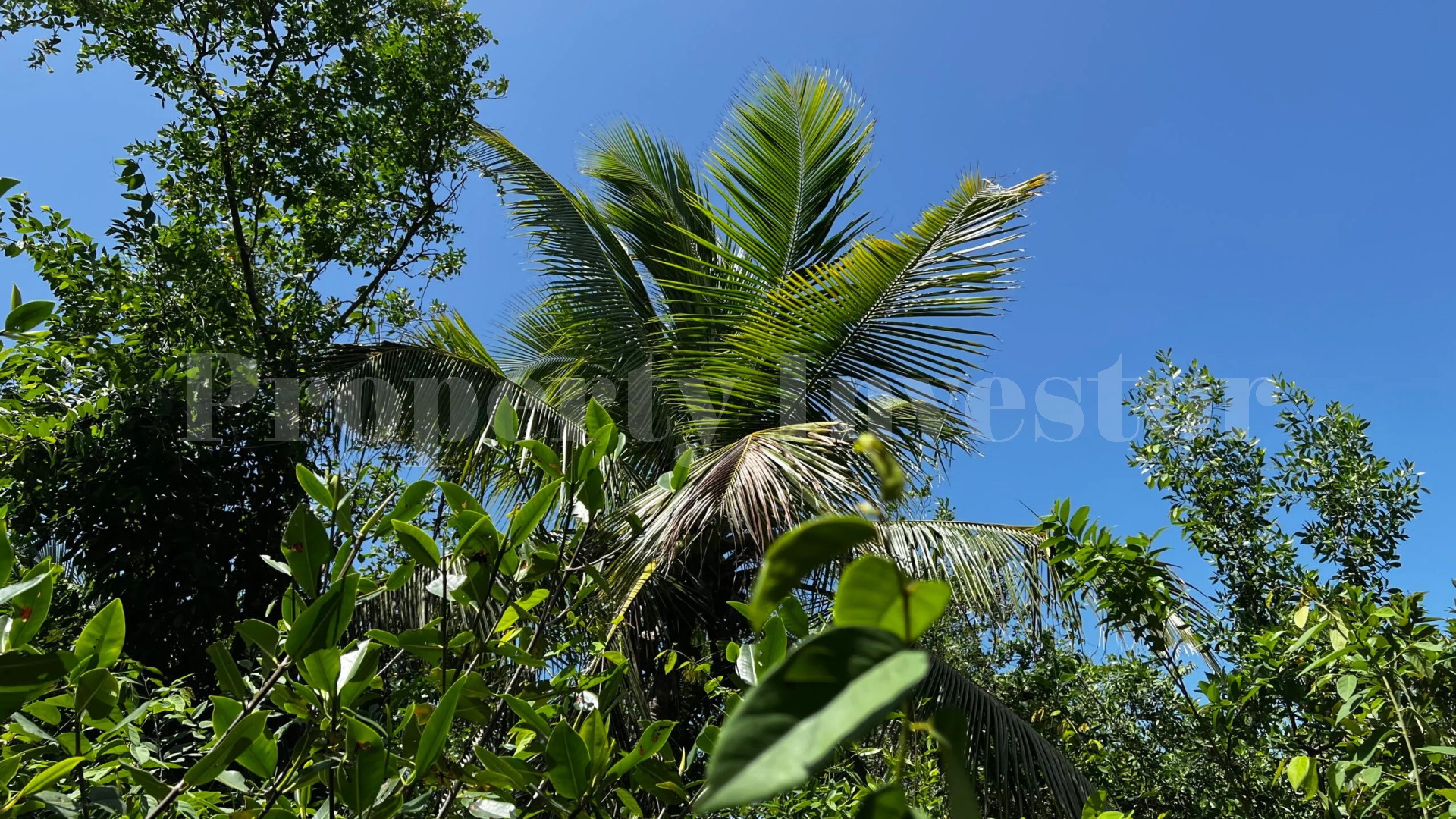 Stunning 8.5 Acre (3.4 Hectare) Private Virgin Island with Lush Vegetation for Development in Belize