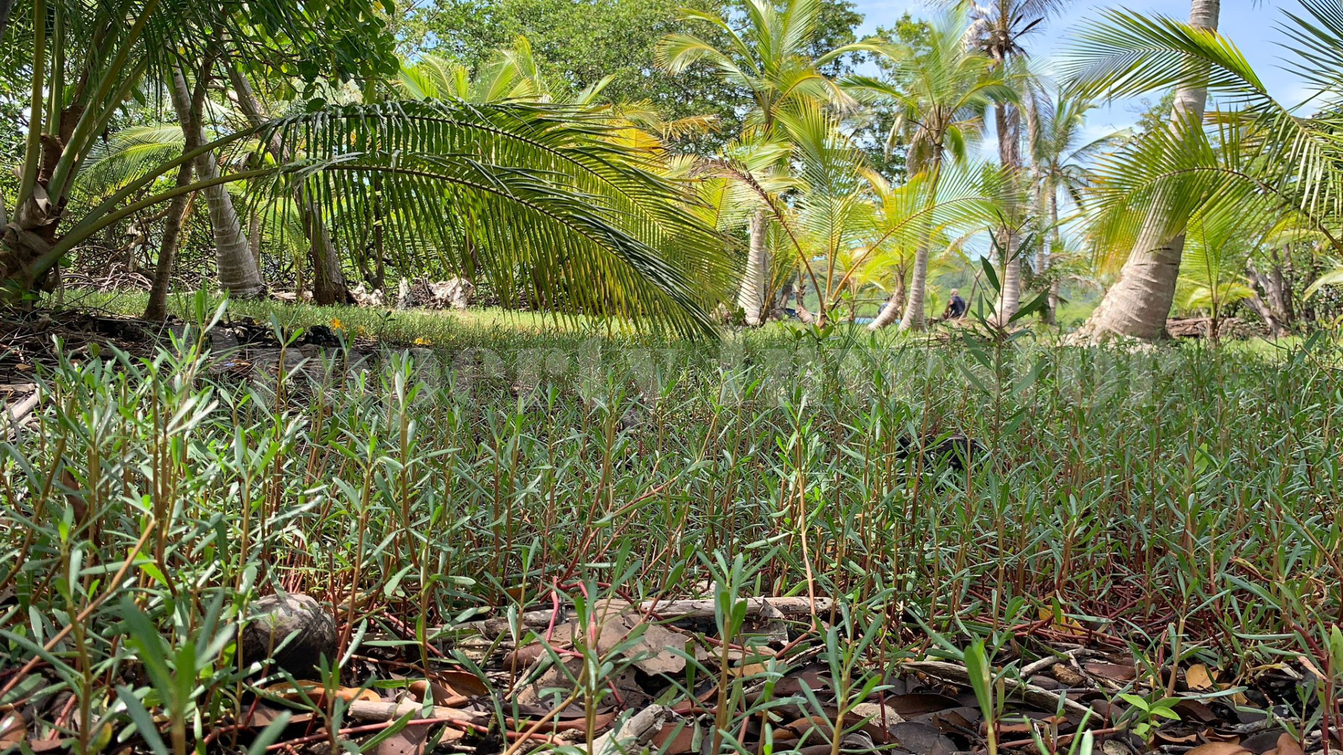 Private Virgin Island for Sale in Bocas del Toro, Panama